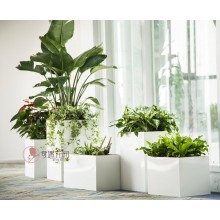 專注室內(nèi)綠植服務(wù)8年，綠植租賃，免費(fèi)養(yǎng)護(hù)，一站式商務(wù)空間